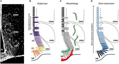 Tanycyte Gene Expression Dynamics in the Regulation of Energy Homeostasis